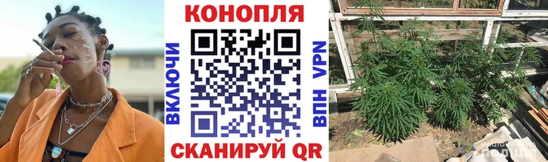 Бошки Шишки MAZAR Емва